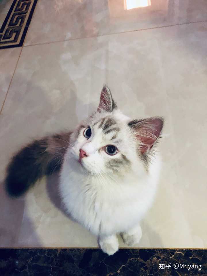 布偶猫有什么缺点 你后悔养布偶猫吗 知乎 布偶猫有什么缺点 你后悔养布偶猫吗 知乎