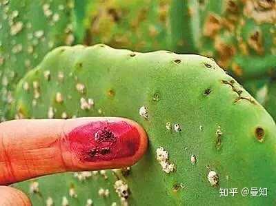 口红是用 胭脂虫 的尸体做成的 的说法是真的吗 知乎