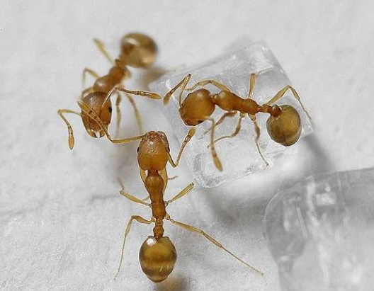 家里蚂蚁太多怎么解决啊 知乎 家里蚂蚁太多怎么解决啊 知乎