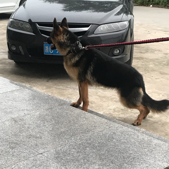 德牧和金毛养哪个好 知乎