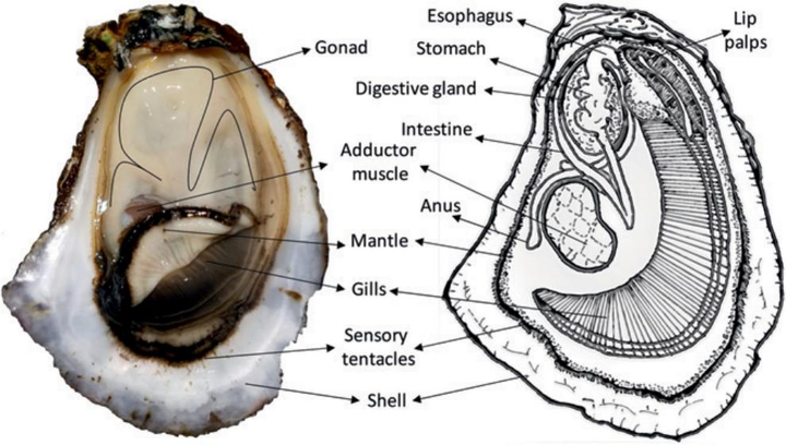 牡蛎是怎么按照潮汐节律进食的 五莲花开的回答 知乎