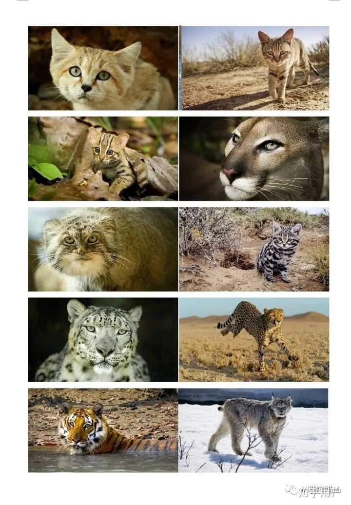 有哪些关于 猫 的纪录片? - 知乎