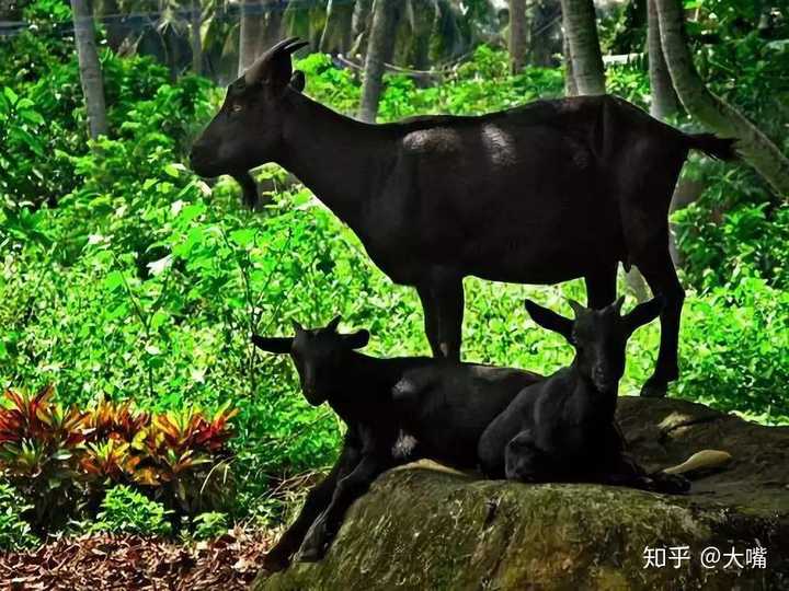 海口美食攻略吃货大全_海口美食_海口美食一条街