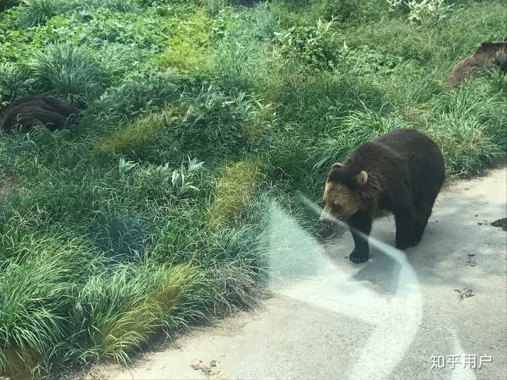 如何看待上海野生動物園飼養員實施作業時被熊攻擊不幸遇難一事類似