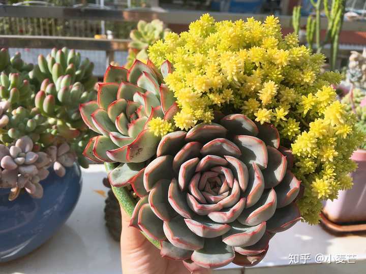 有哪些漂亮又好养的植物 知乎 有哪些漂亮又好养的植物 知乎