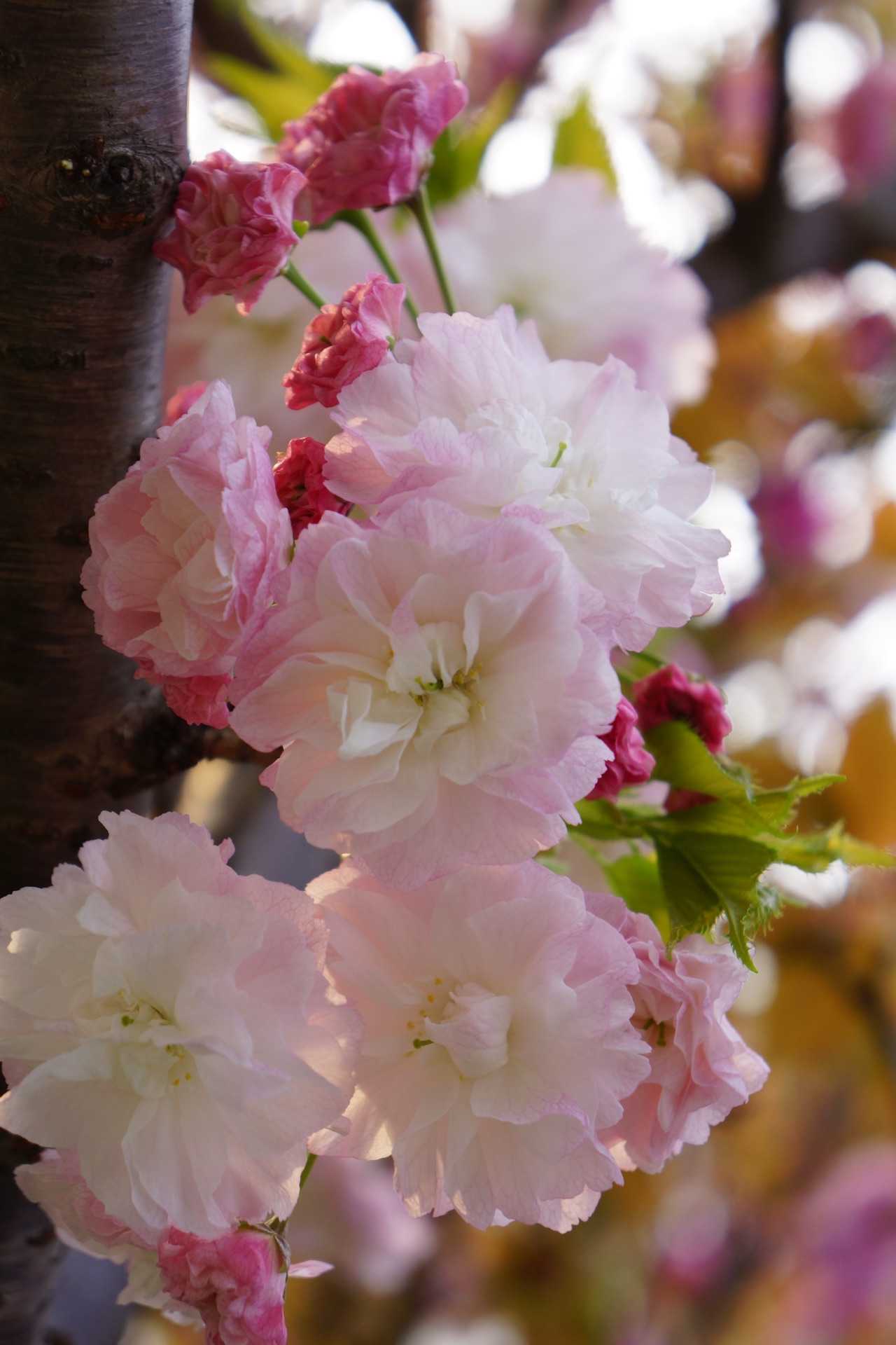 十月廿三日,见松月樱,攀枝折之 - 知乎