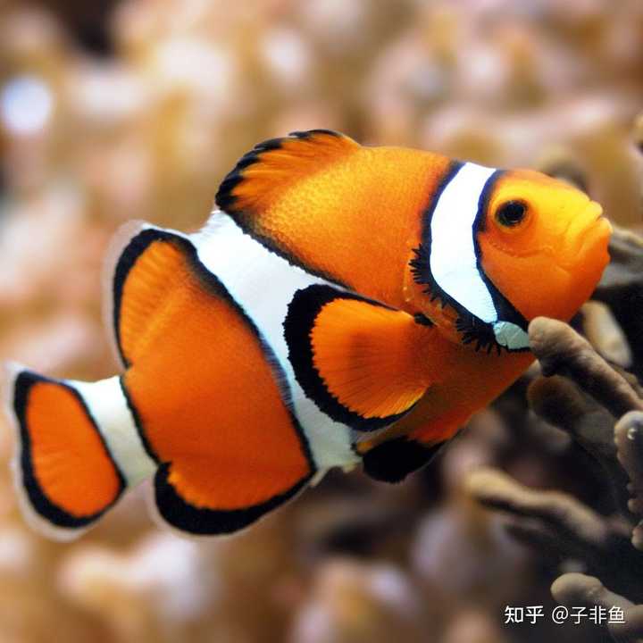 水族知识