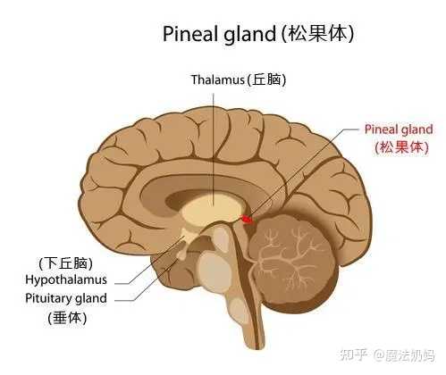 大脑中的松果体有什么用处？ - 知乎