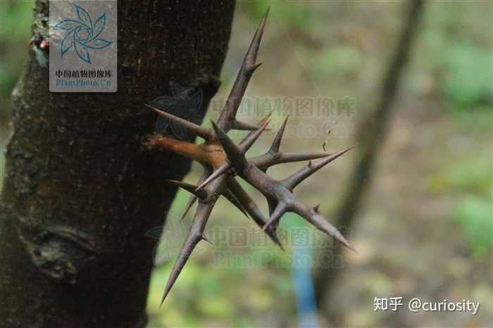 蔷薇科植物为什么有刺? - 知乎