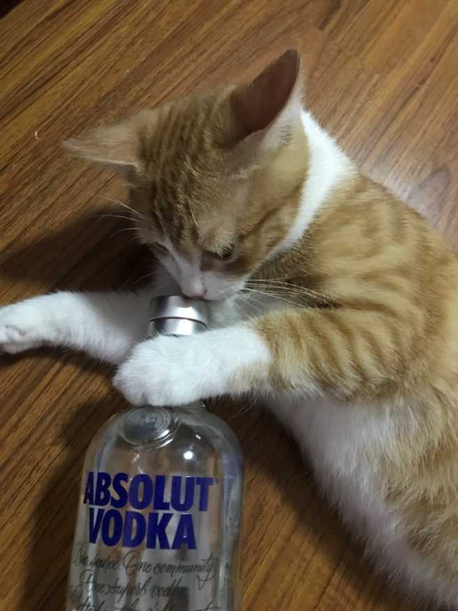 如何用一杯伏特加调出「万万没想到」的感觉?