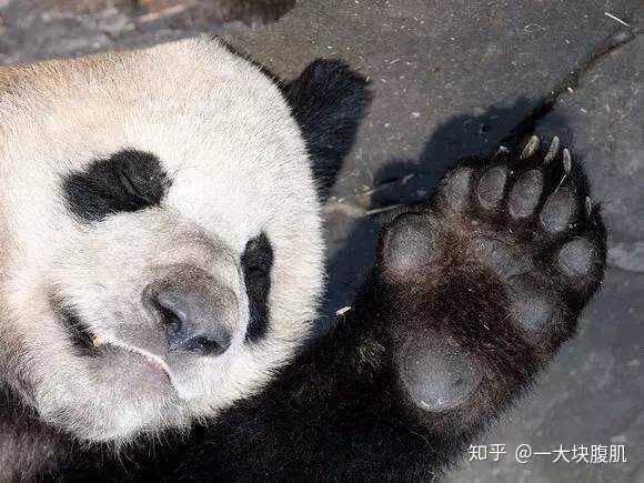 可见黑熊犬齿比例略大但大的不多,但是爪子明显大于熊猫 综上,熊猫和