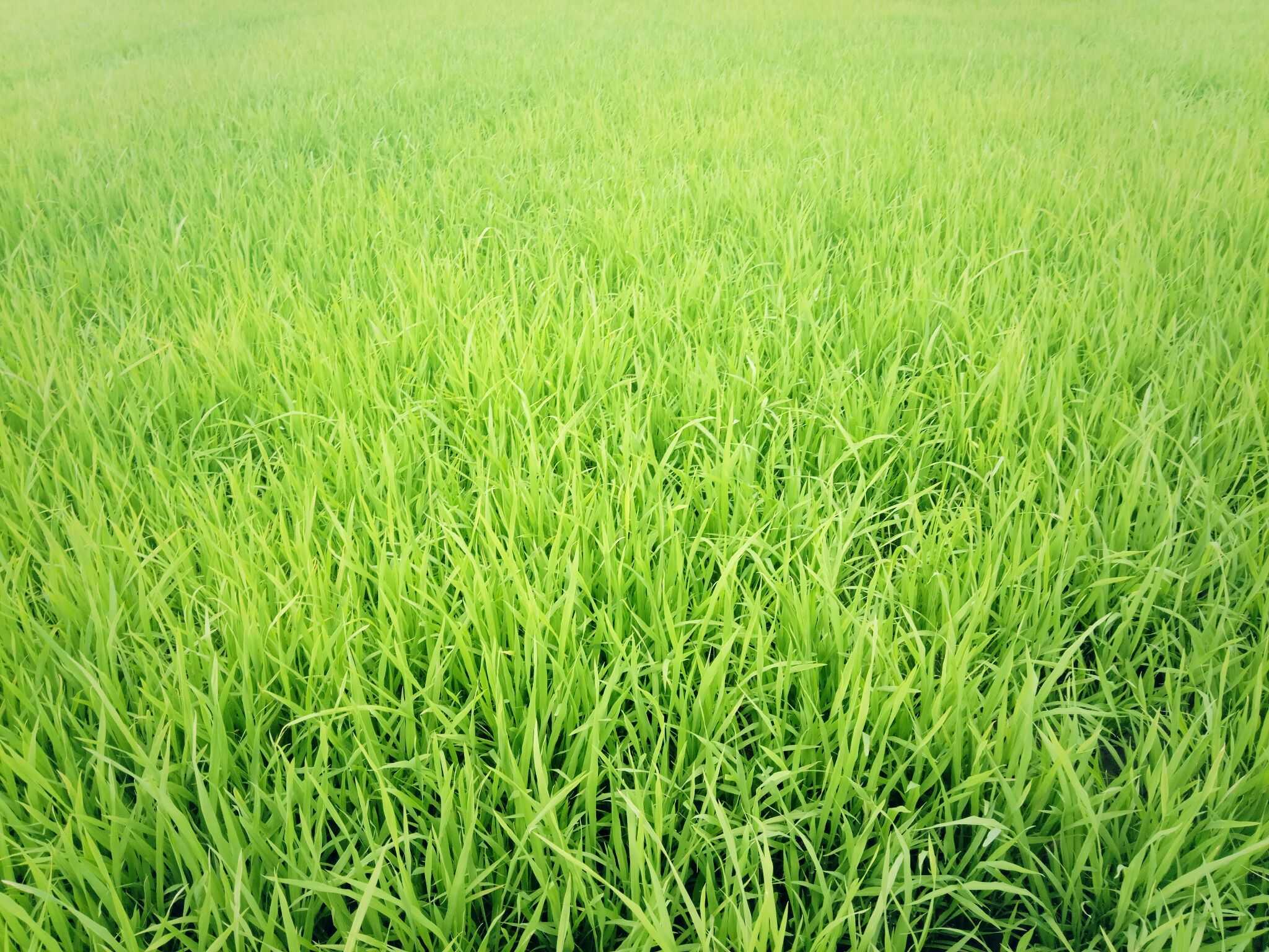 喜欢乡村绿绿的稻禾与清新的空气～你呢?