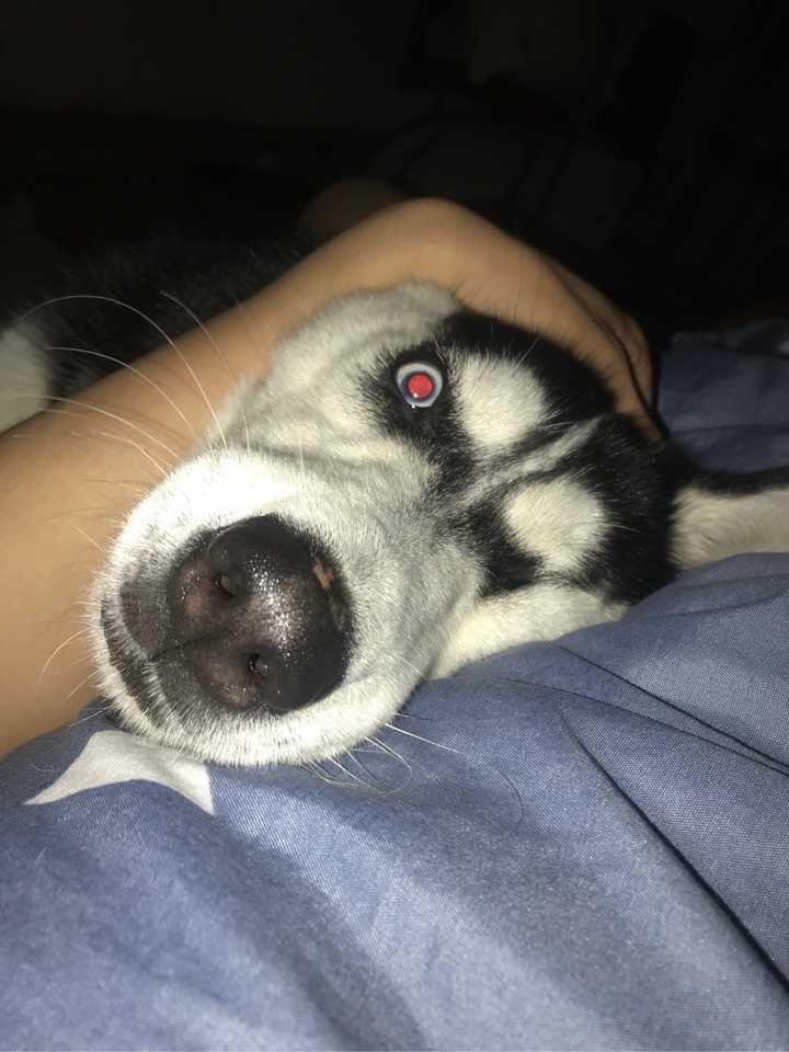 蓝眼睛加黑眼睛,晚上拍照蓝眼睛反光所以是红色的,不是写轮眼(什么鬼)