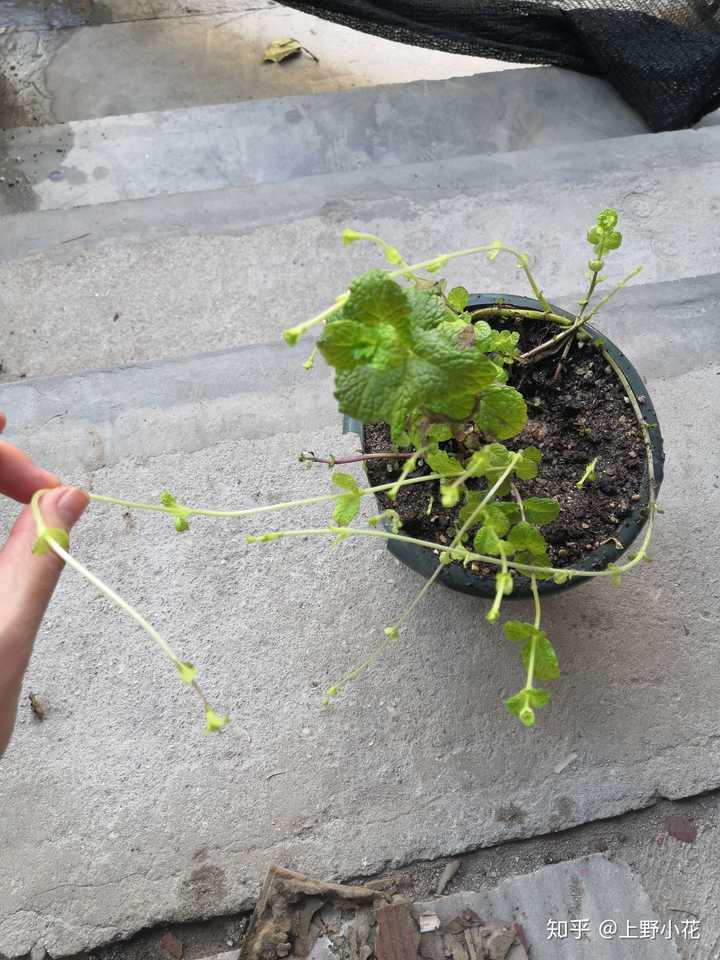 新买的薄荷,不到一星期快不行了,有知友来支支招救救它…急!