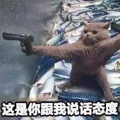 为什么大家都在说intp是猫？ - 知乎