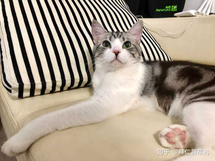 美短起司和一般的美短加白有区别吗 知乎 美短起司和一般的美短加白有区别吗 知乎