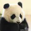 好饿的熊猫