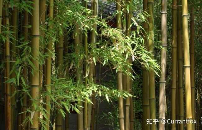 有哪些树可以通过树皮认出来? - 知乎