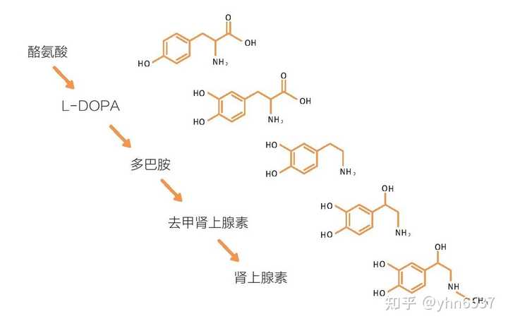 多动症患者(ADHD)既然是缺乏多巴胺,但为什么他们看上去都很快乐? - 知乎