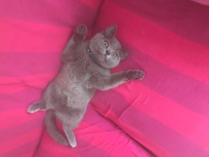 养一只英短蓝猫是什么体验