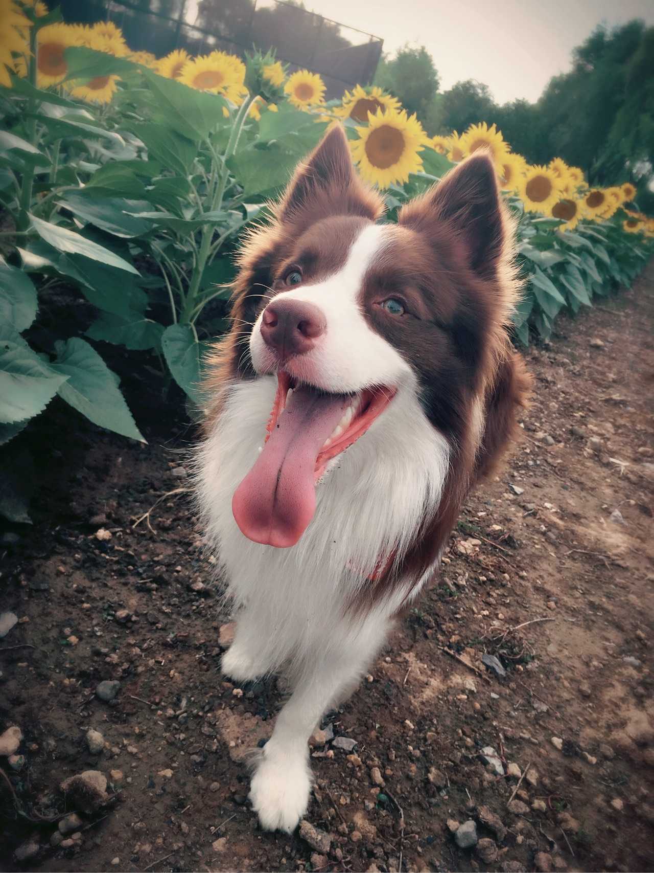 找到组织的 看到这么多朋友的回答 感觉养着边牧的各位朋友真的很幸福