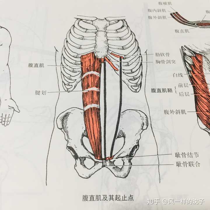 腹肌肌肉分解图图片