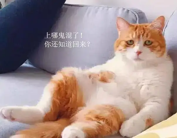 橘猫为什么普遍都很胖？ - 知乎