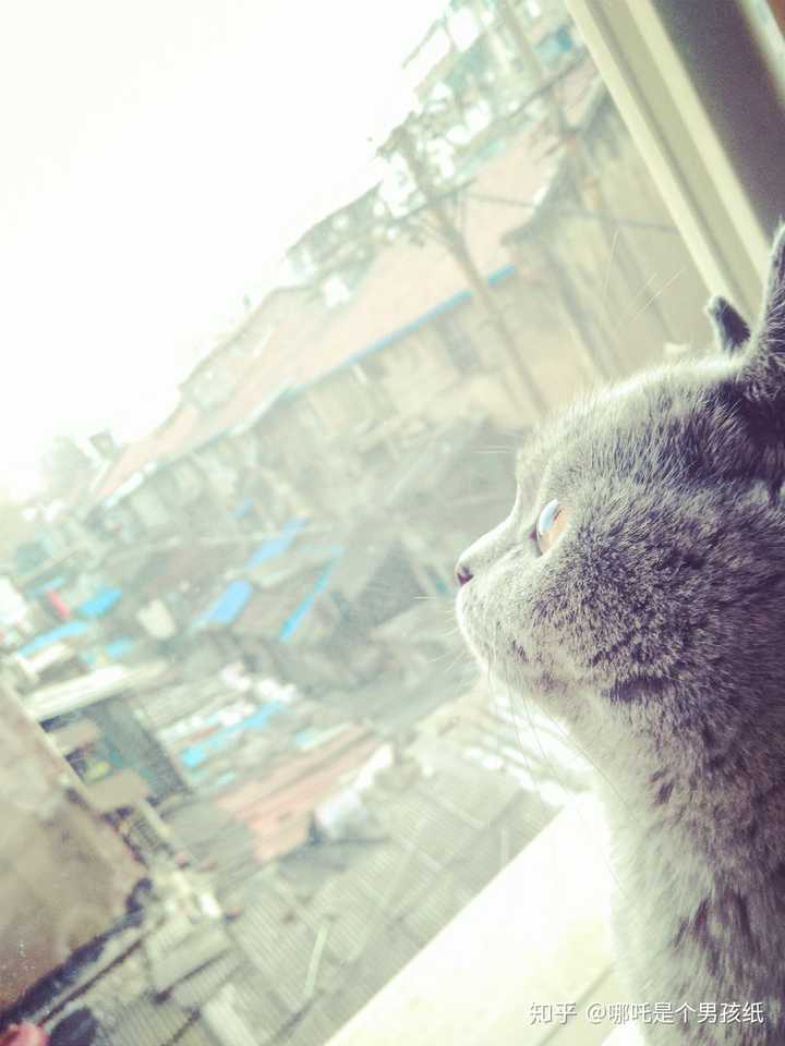 蓝猫的颜值可以有多高?