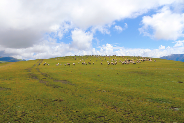 哪段旅途中，让你体验到了「风吹草低见牛羊」？