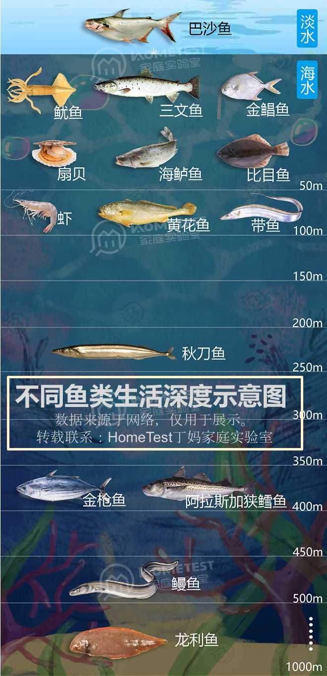 深海鱼油和卵磷脂哪个牌子好 知乎