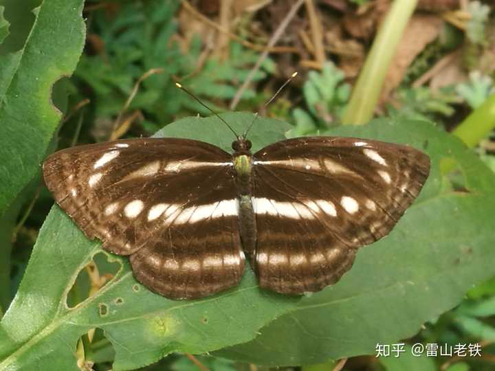 家里面太多虫子是什么体验