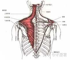 那些用过背背佳的人后来怎么样了，真的有效果吗？ - 知乎