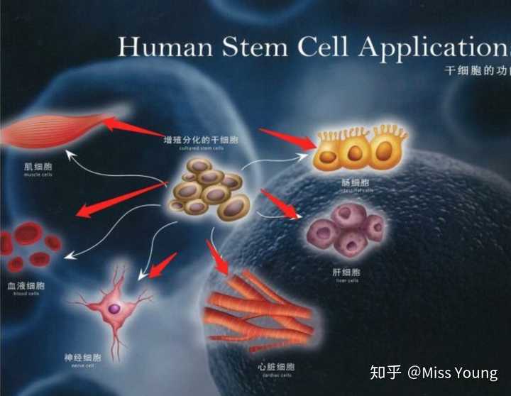 你如何看待中國富豪花400萬去烏克蘭做胚胎幹細胞治療這件事?