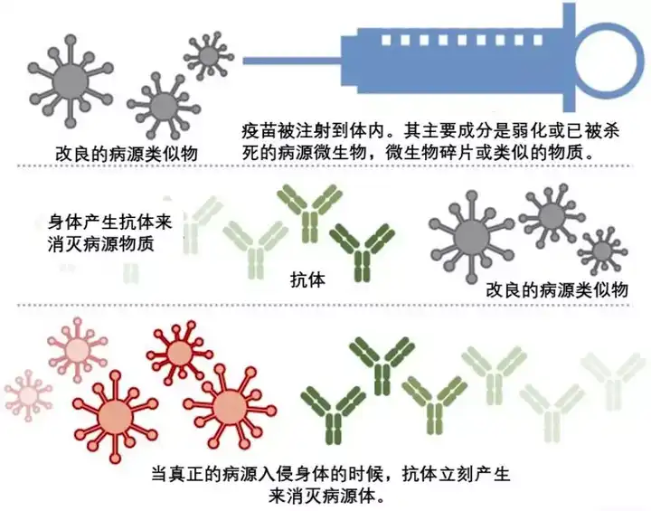 疫苗作用的机理.图片来源:mlive.com,经作者修改