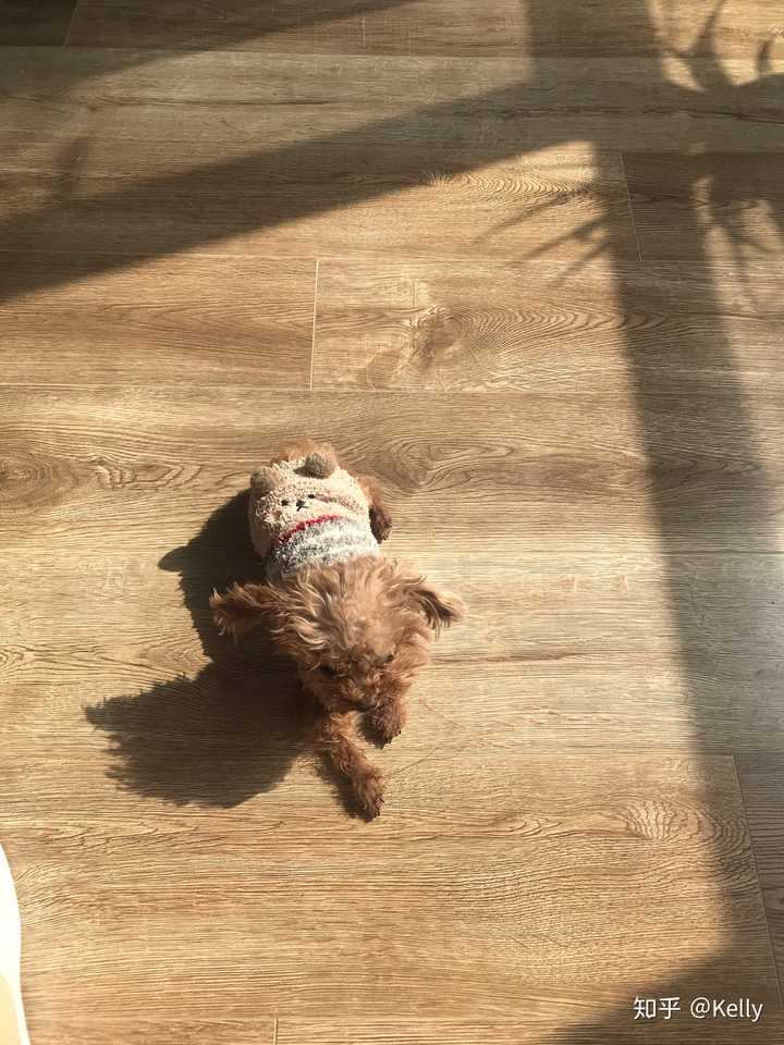 养茶杯犬是一种怎样的体验 知乎 养茶杯犬是一种怎样的体验 知乎