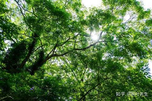 于是 叶面积指数(leaf area index  lai)就登场了.