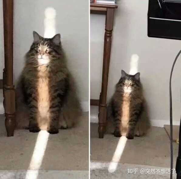 猫咪有哪些奇葩的坐姿 知乎