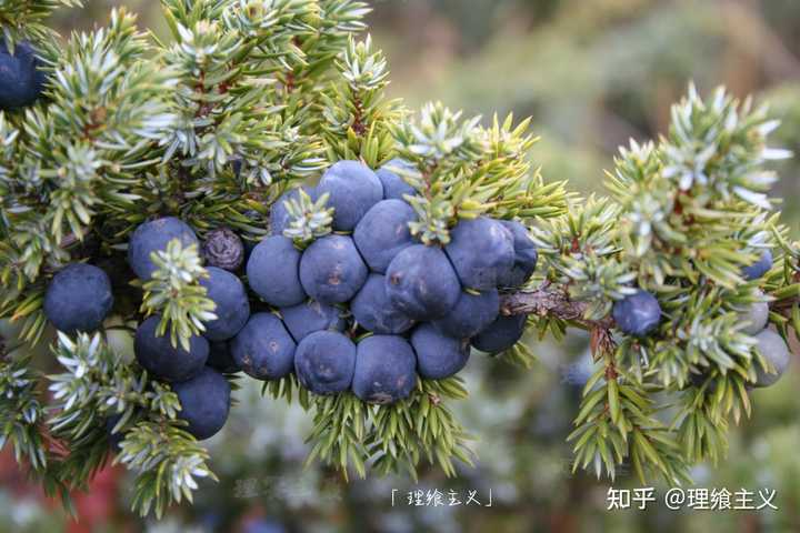 什么是杜松子?如何最好地使用它们? - 知乎