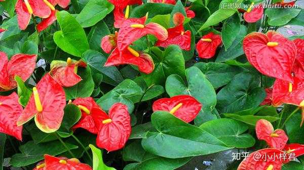 常见花的花语是什么 小小梓君的回答 知乎 常见花的花语是什么 小小梓君的回答 知乎