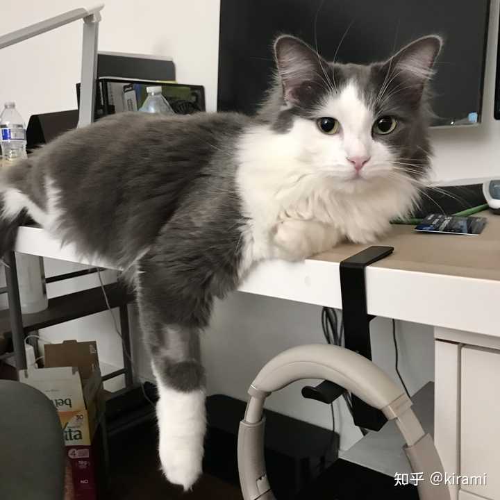 对猫过敏怎么办? - 知乎