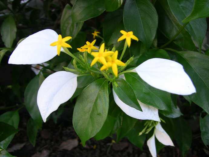 袋鼠爪花 原产澳大利亚