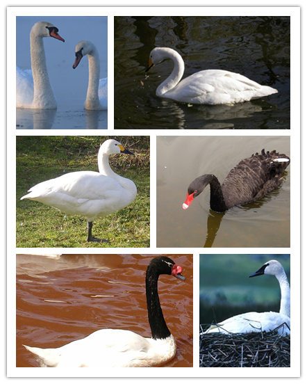 按上述顺序由左到右,由上到下排列:疣鼻天鹅,大天鹅 ,小天鹅,黑天鹅