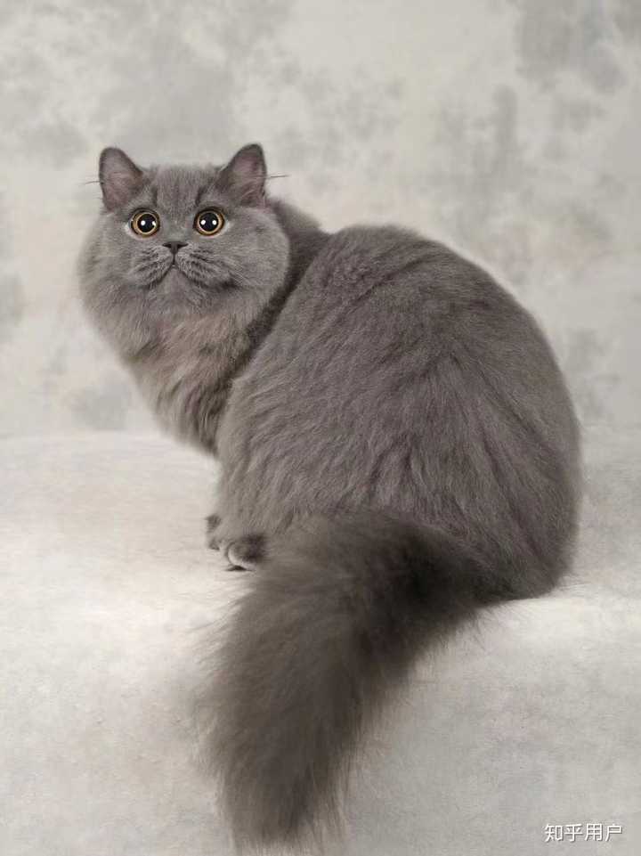 会有长毛的英短渐层吗？ - 知乎