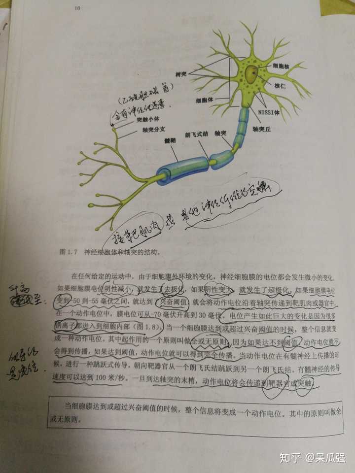 肌纤维的动作电位从哪里开始