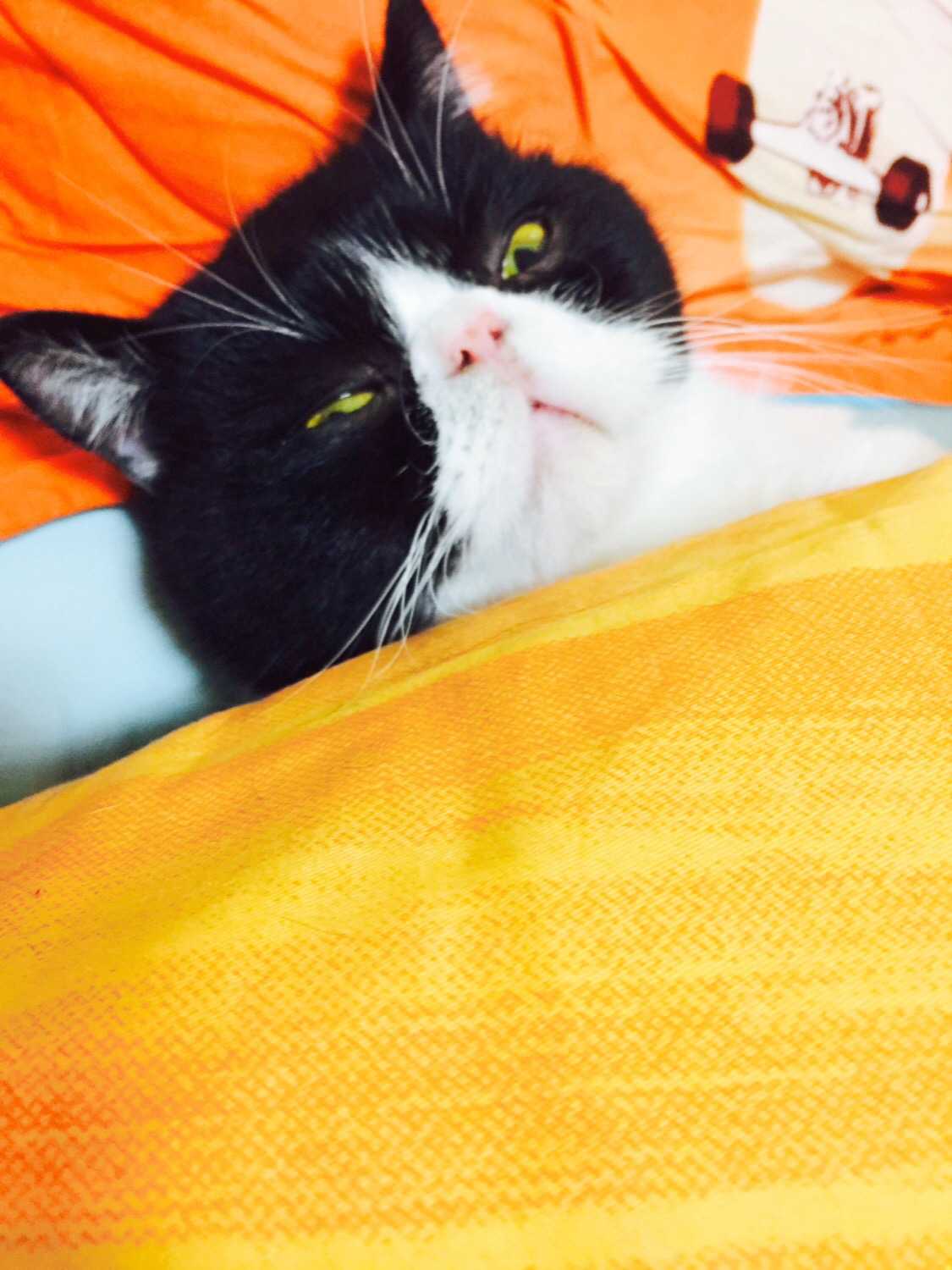 怎么让猫知道自己叫什么名字?我们家猫对自己