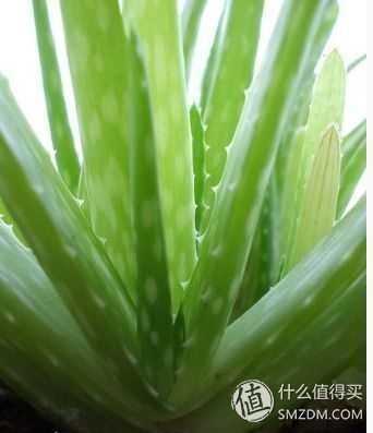 多肉植物能吃吗 知乎 多肉植物能吃吗 知乎