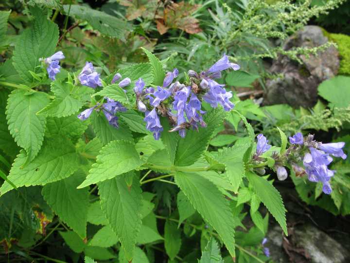 直齿荆芥 nepeta nuda 叶 http/wikimedia.