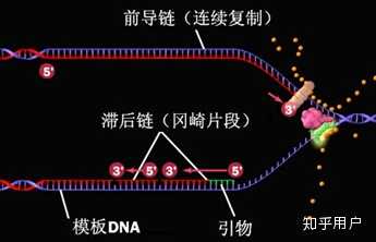 端粒是如何在细胞分裂中缩短的？ - 知乎