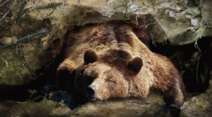 如何从生物学角度解释生物「冬眠」现象，生物冬眠会有哪些行为？ - 知乎