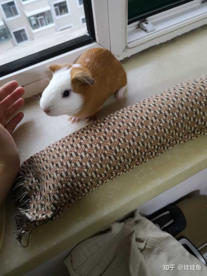 仓鼠和豚鼠哪个更容易饲养